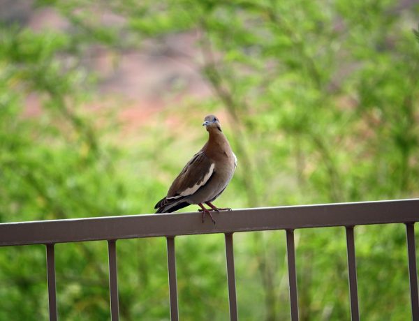Duif op balkon