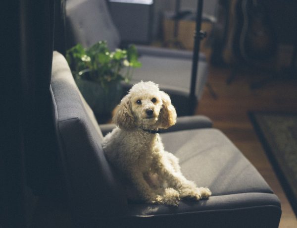 Hond op bank